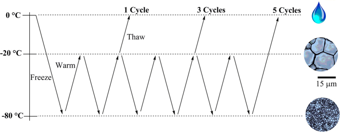 Figure 8