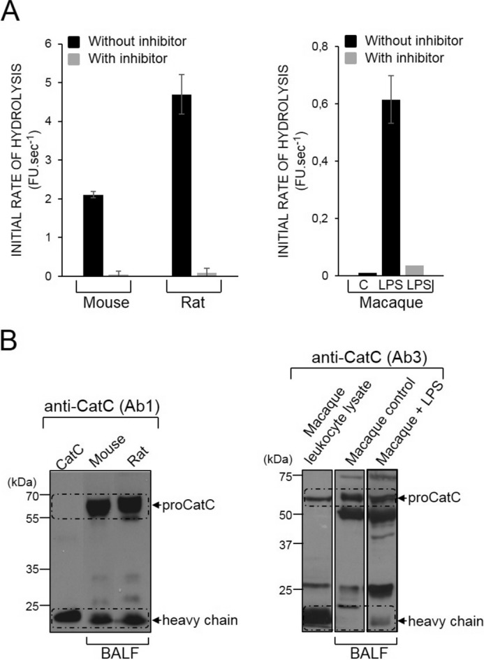 FIGURE 11.