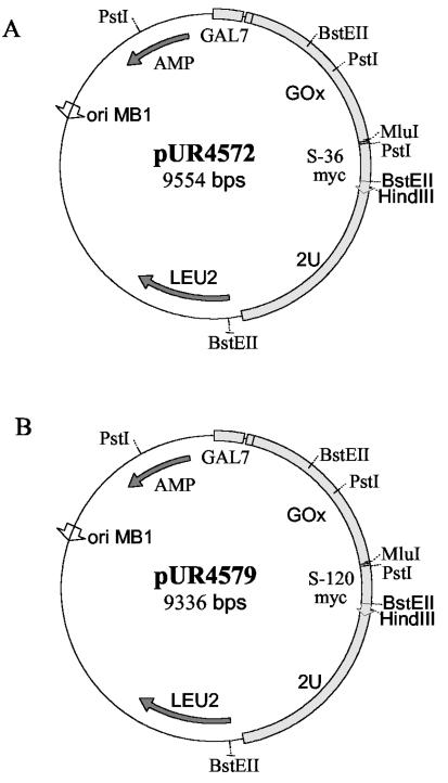 FIG. 1.