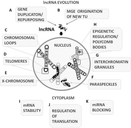 graphic file with name nihms-705381-f0001.jpg