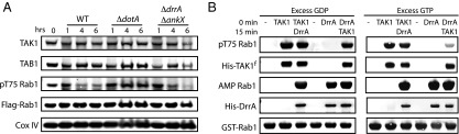 Fig. 6.