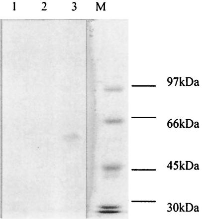 FIG. 11.