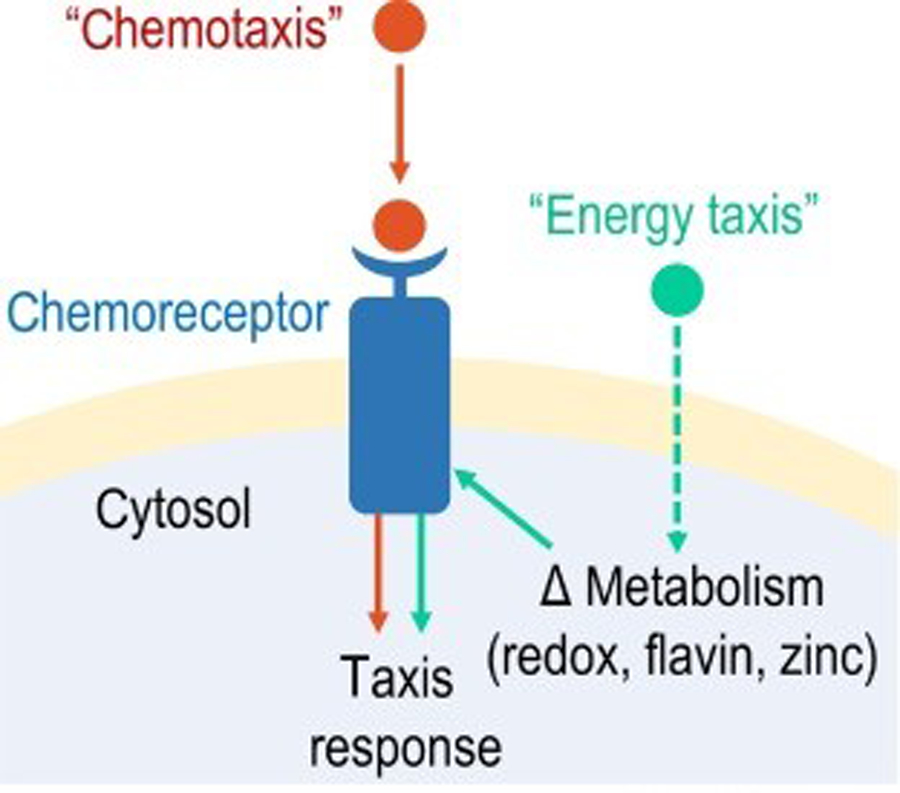 Diversity of bacterial taxis behaviors