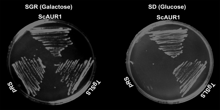 Fig. 2