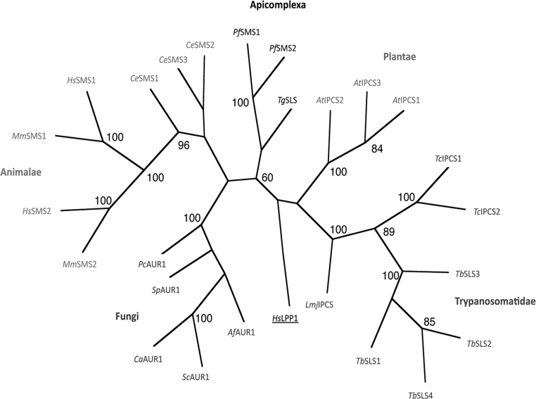 Supplementary Figure 1