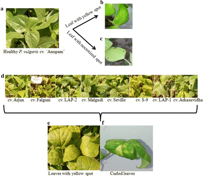 Fig. 1
