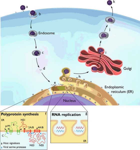 Graphical Abstract Figure.