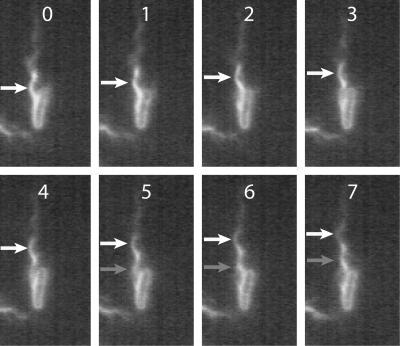 FIG. 1.