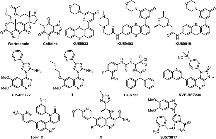 ATM, ATR, CHK1, CHK2 and WEE1 inhibitors in cancer and cancer stem ...