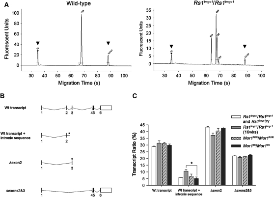 Figure 6.—