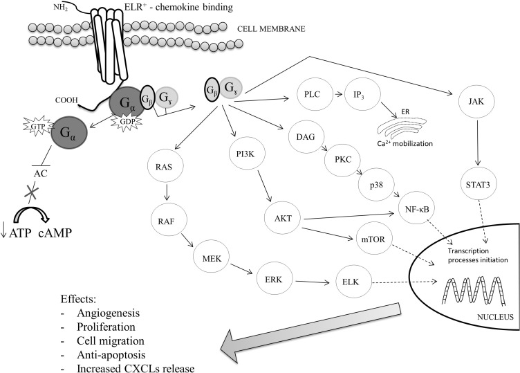 The Significance of CXCL1 and CXCL8 as Well as Their Specific Receptors ...