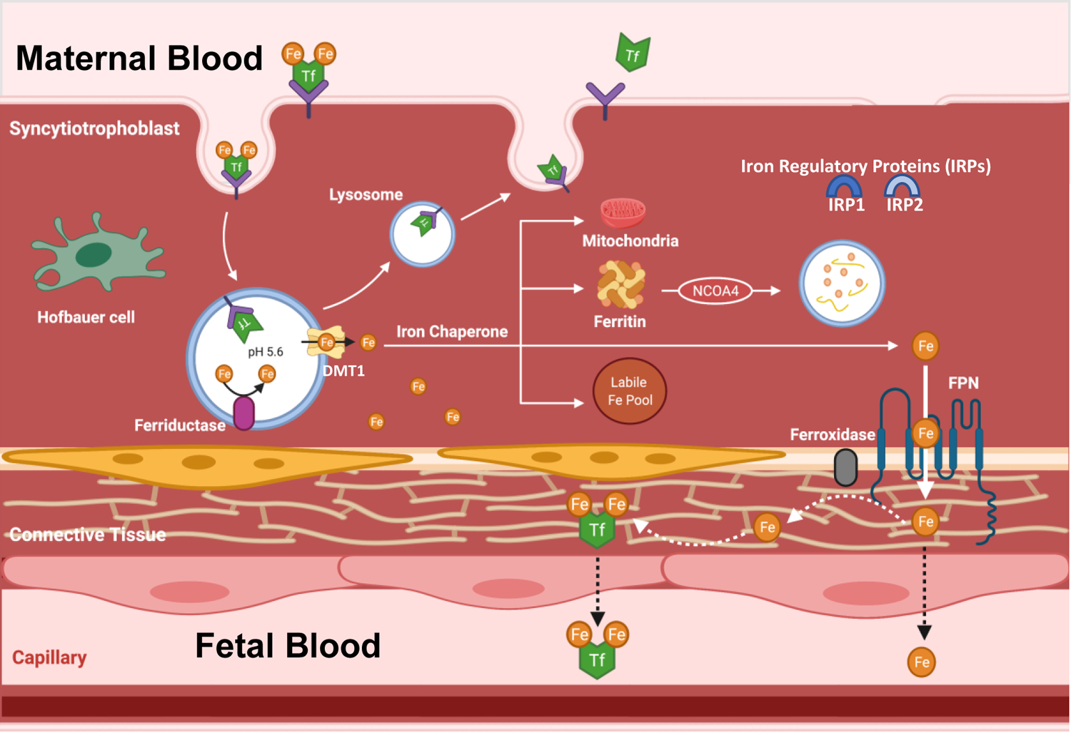 Figure 2: