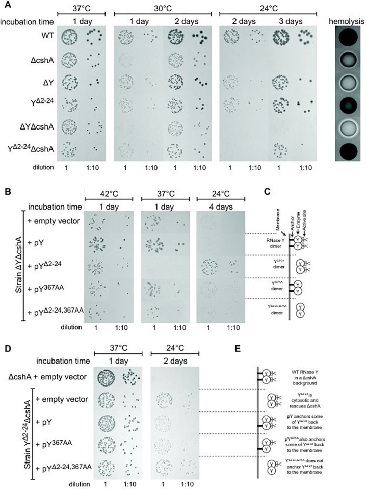 Fig 5