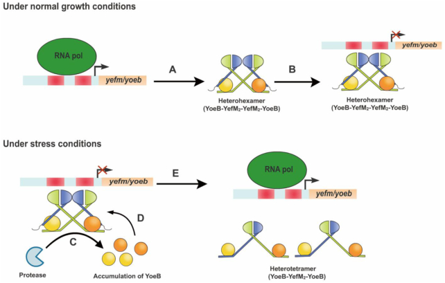 Figure 7.