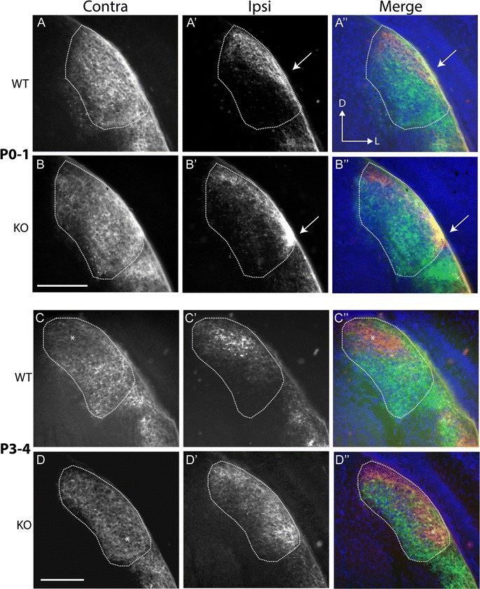 Fig. 1