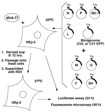 FIG. 1
