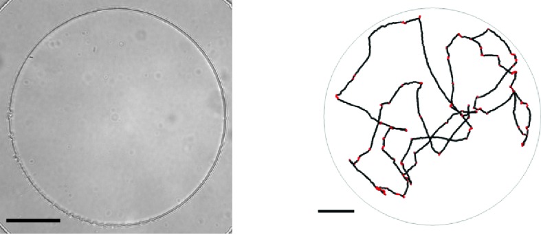 Figure 3—figure supplement 1.