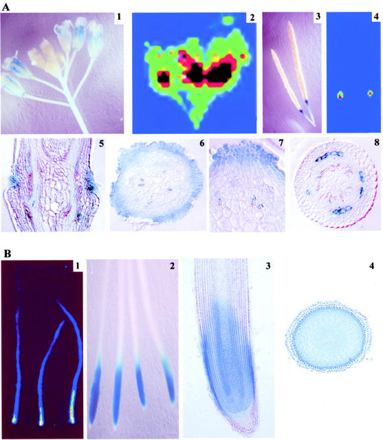 Figure 6