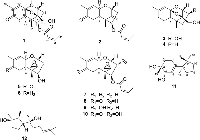 Fig. 1