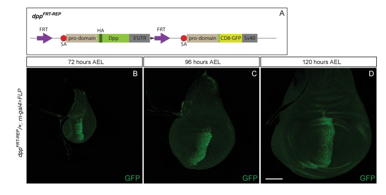 Figure 3—figure supplement 1.