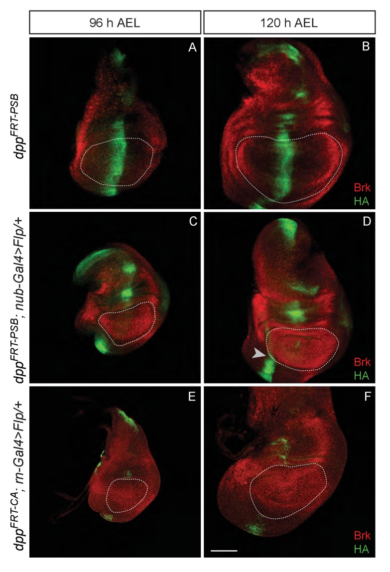 Figure 1—figure supplement 1.