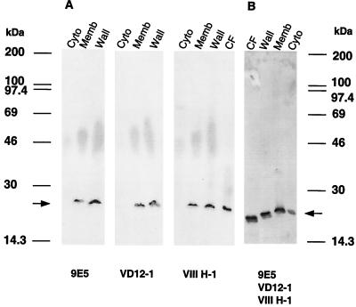 FIG. 5