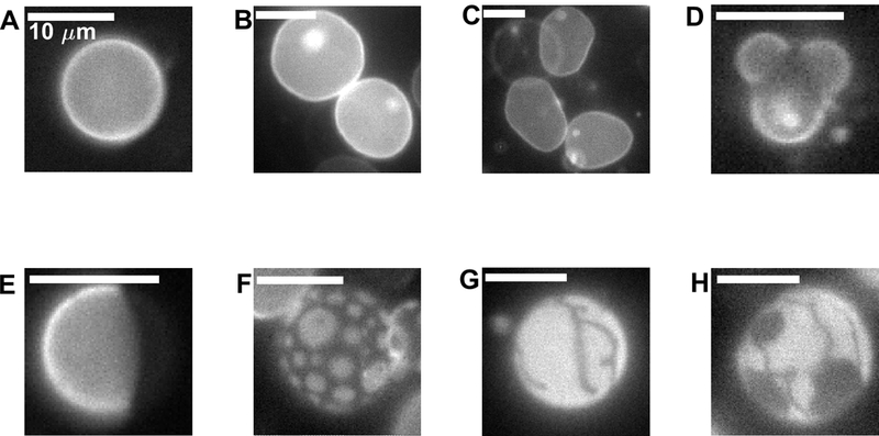 Figure 5: