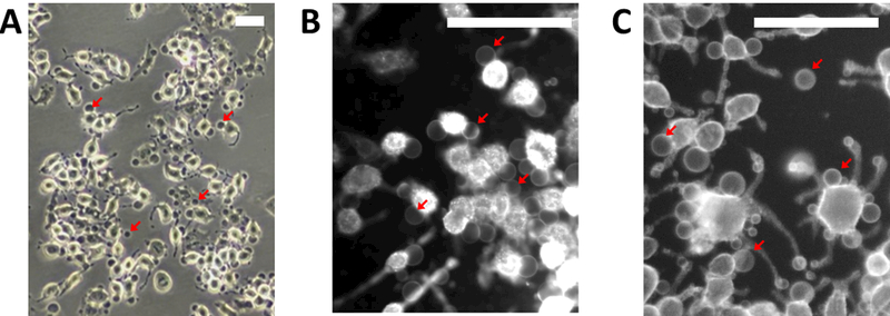 Figure 2: