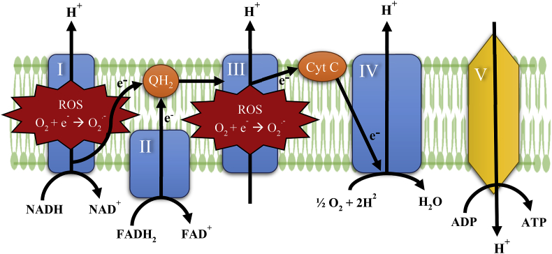 Fig. 1