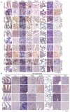 Figure 1—figure supplement 1.