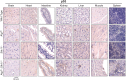 Figure 4—figure supplement 1.
