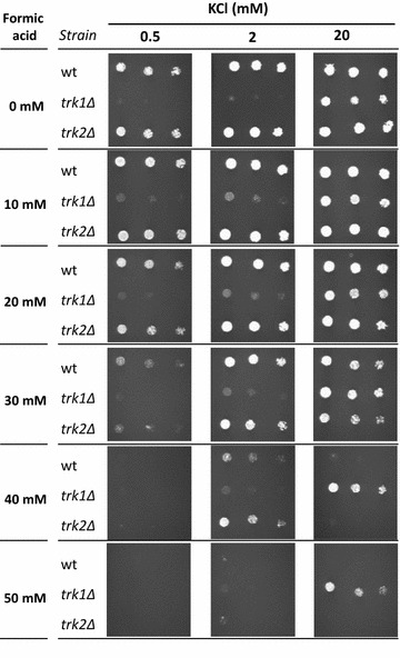 Fig. 4