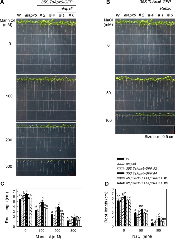 Fig 4