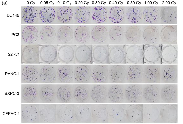 graphic file with name JZhejiangUnivSciB-22-9-774-g002a.jpg