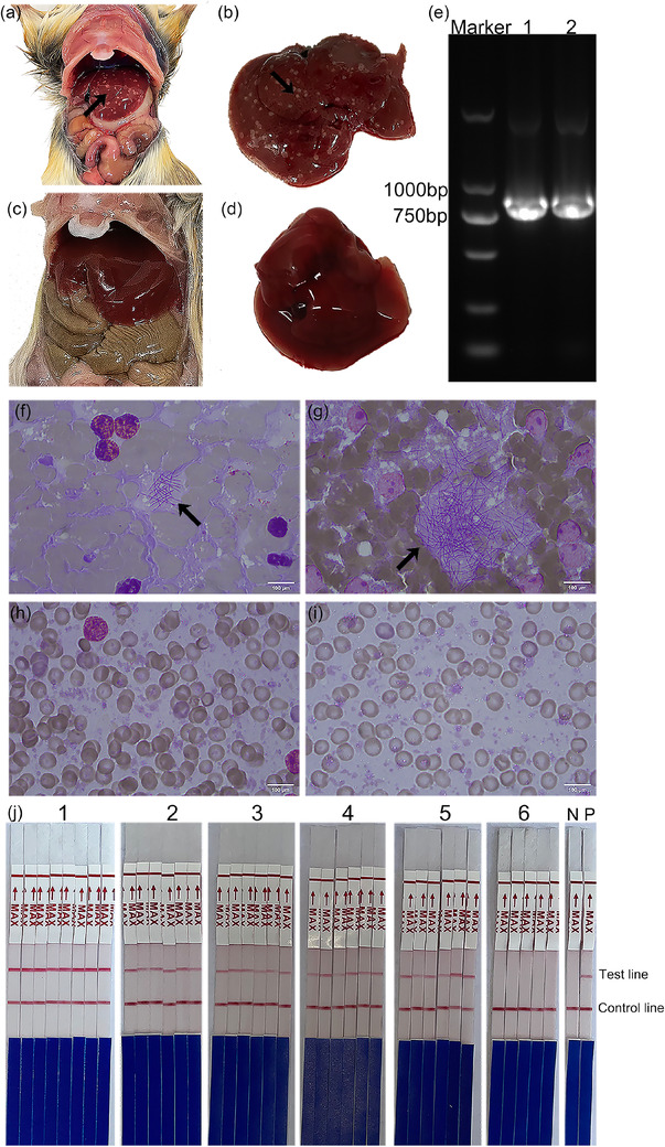 FIGURE 4