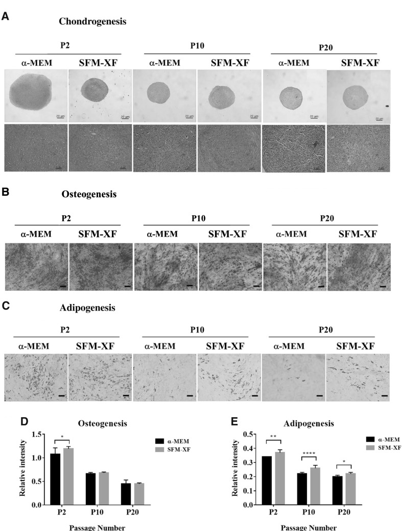 Fig. 6