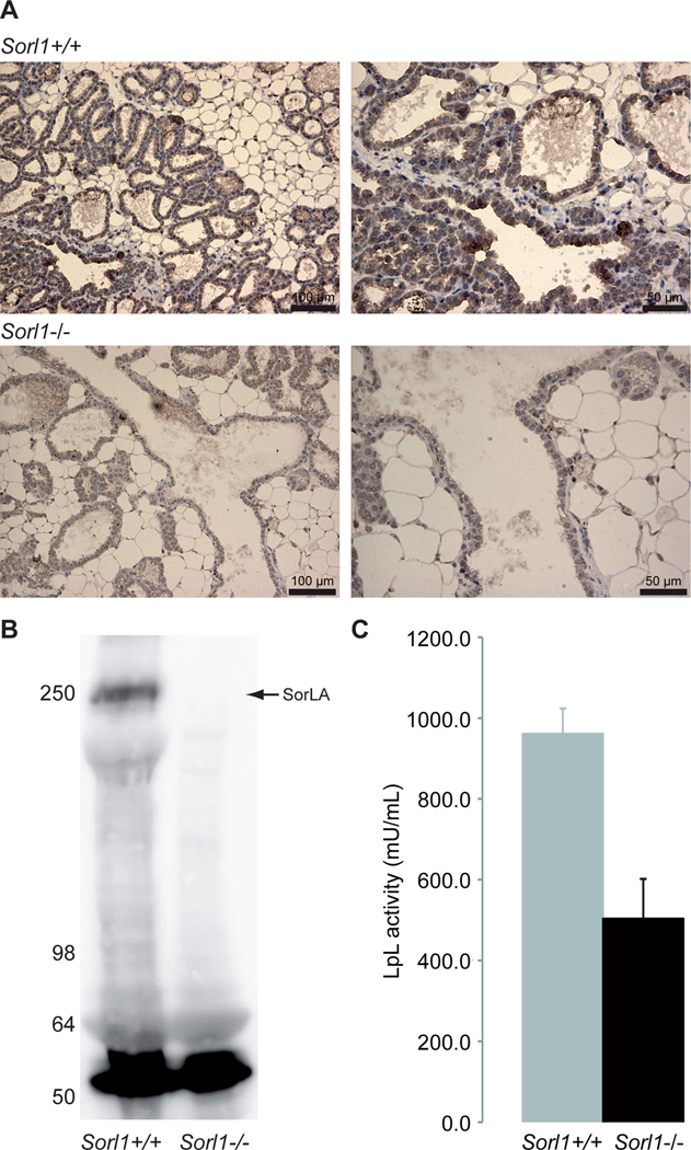 FIGURE 7: