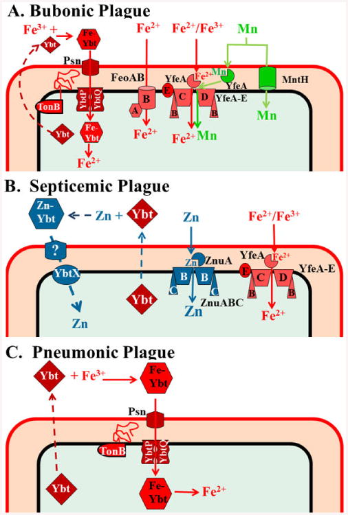 Fig. 7