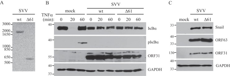 FIG 6