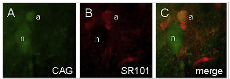 Fig. 7.