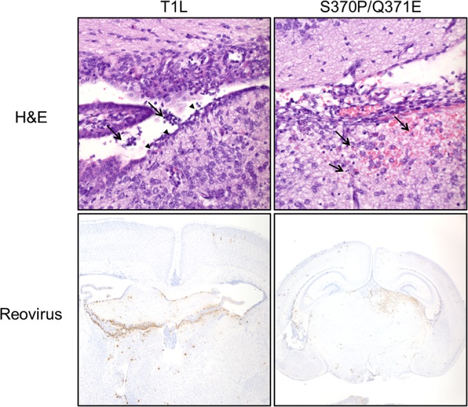 FIG 4 