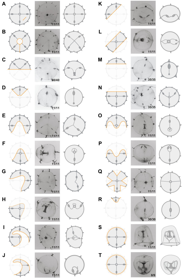 Figure 1—figure supplement 2.