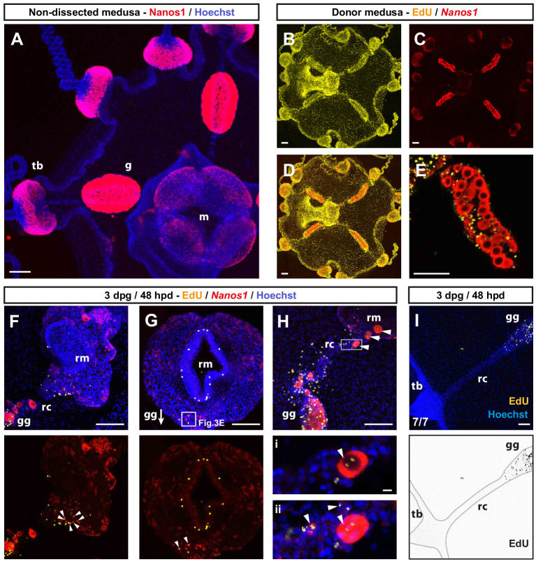 Figure 3—figure supplement 1.