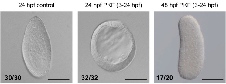 Figure 10—figure supplement 2.