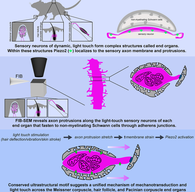 graphic file with name nihms-1949993-f0001.jpg