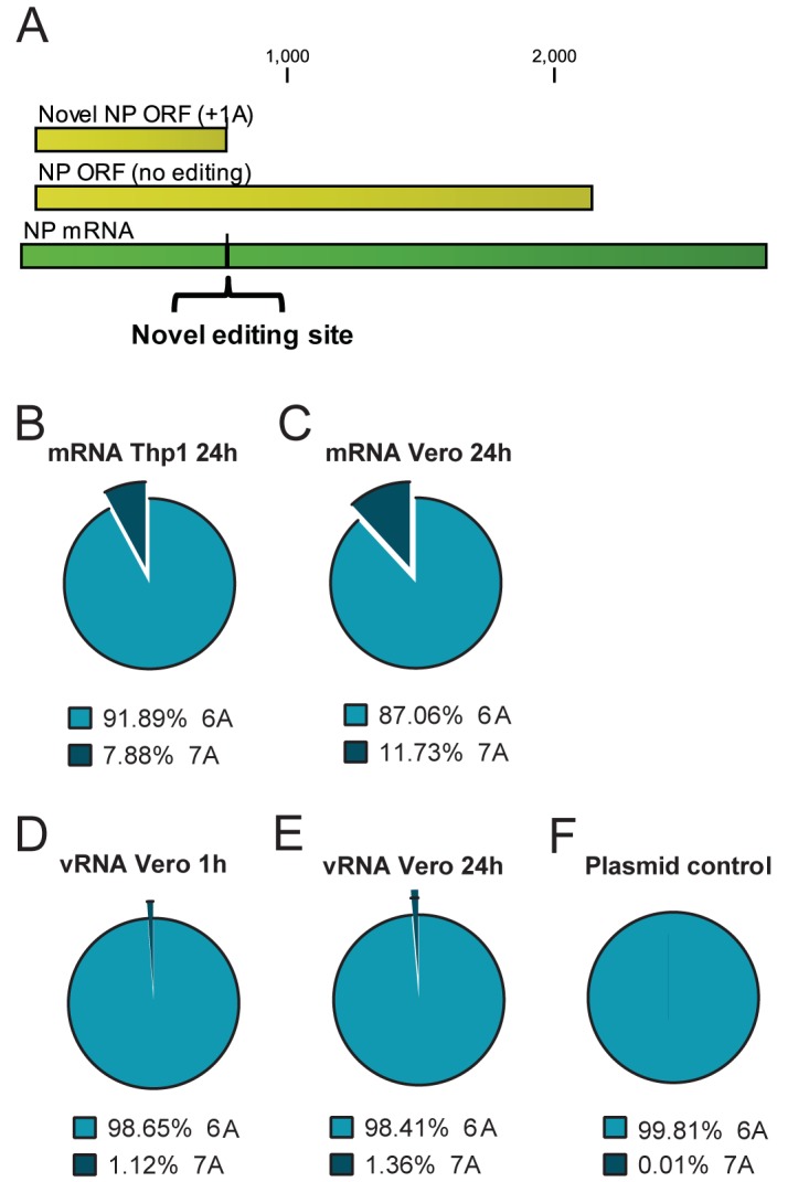 FIG 4 