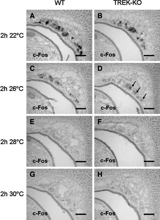 Fig. 7