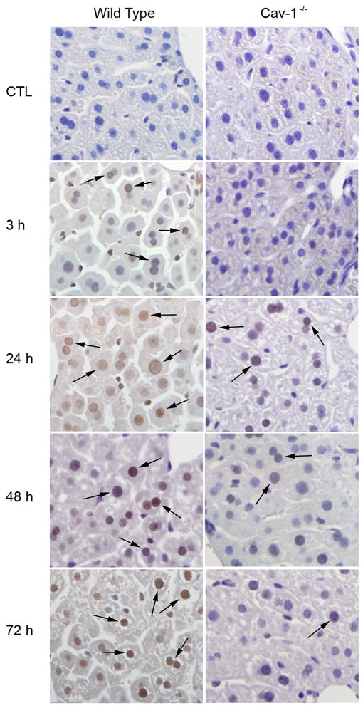 Fig. 11