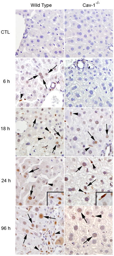 Fig. 10