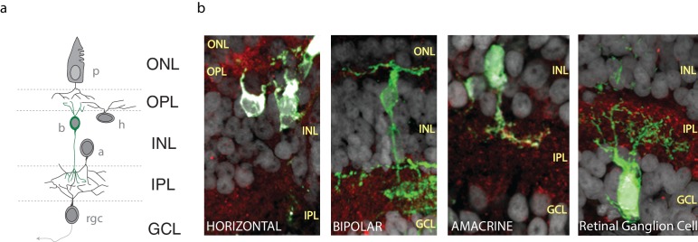 Figure 1—figure supplement 1.